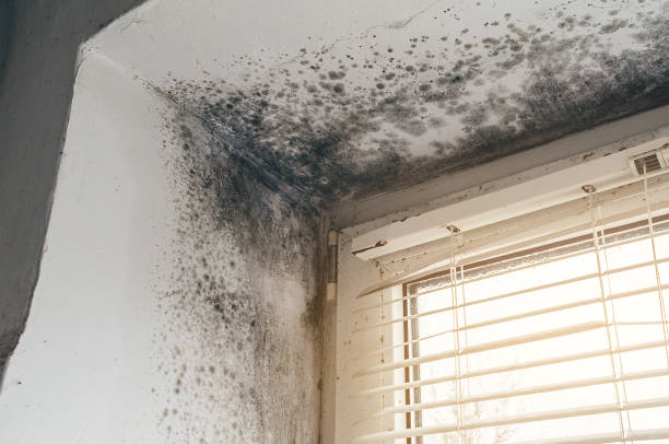 Mold Removal service in Jeffersonton